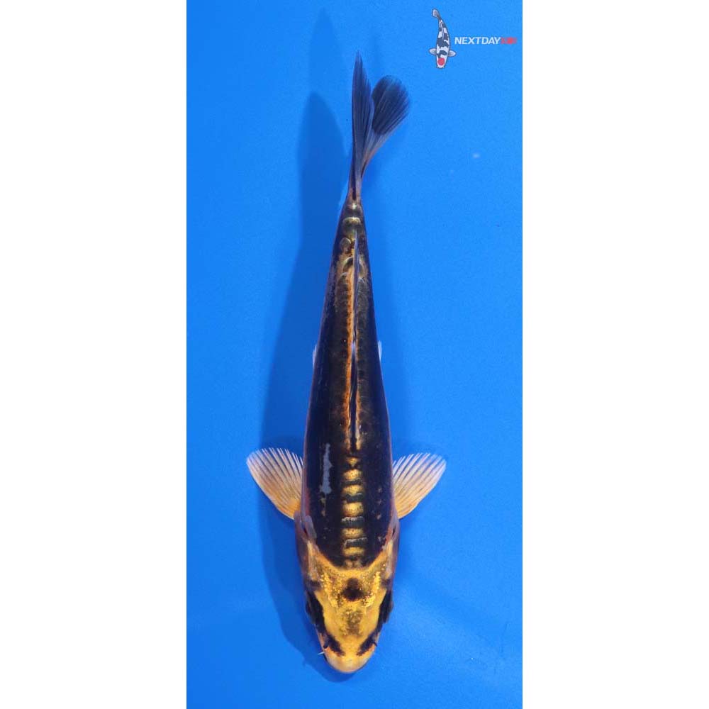 4.5” Imported Kin Kikokuryu