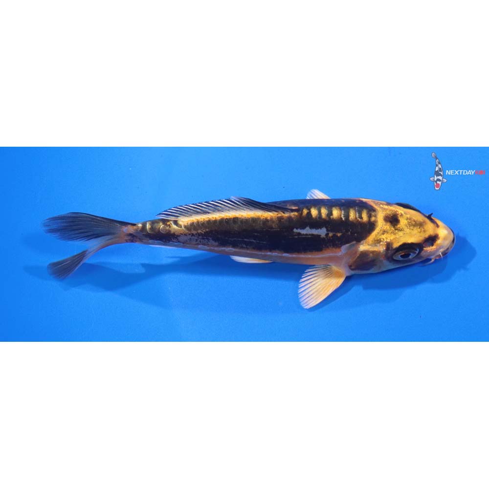 4.5” Imported Kin Kikokuryu