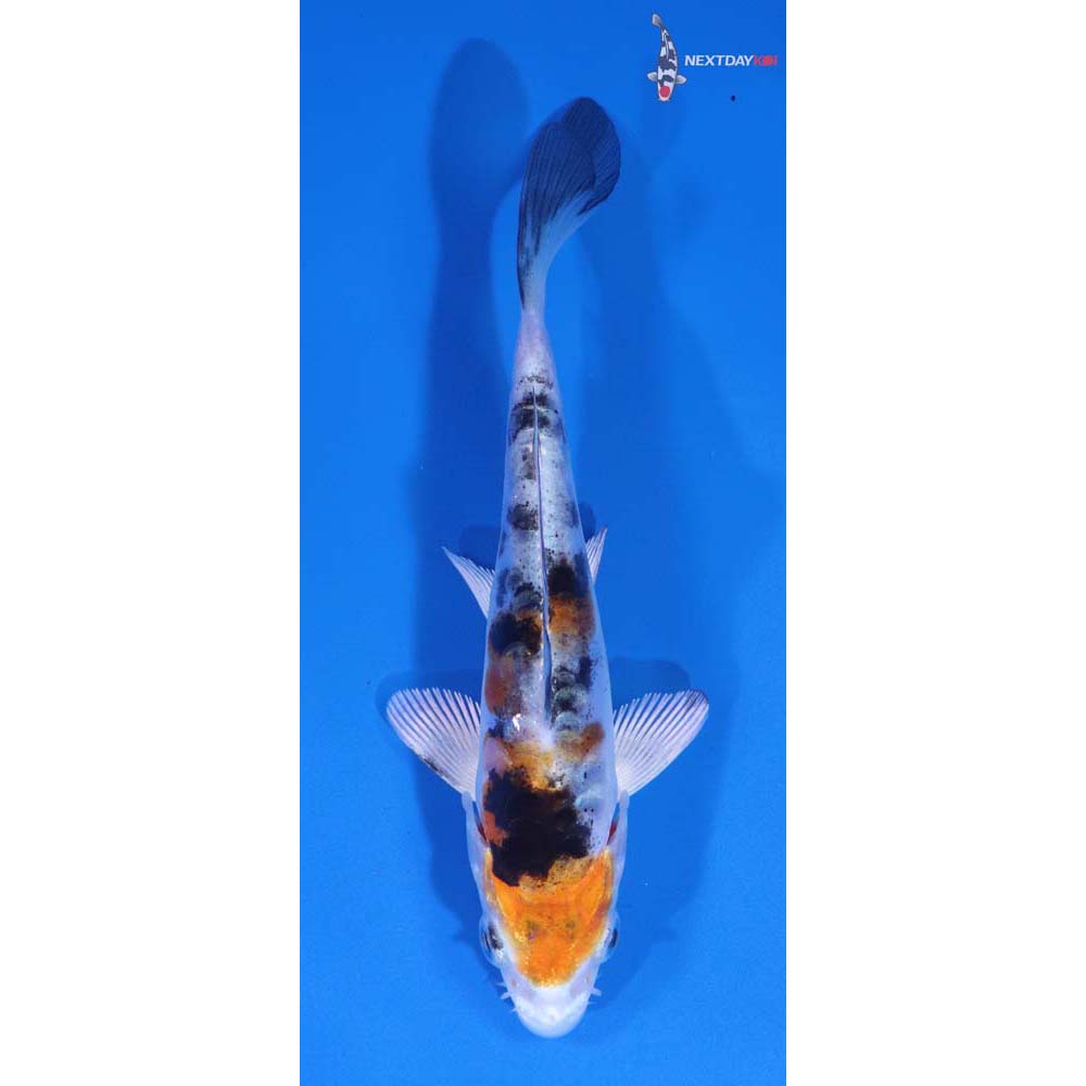 4” Imported Heisei Nishiki