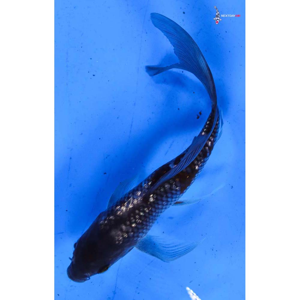 5” Imported Gin Rin Ochiba Shigure Butterfly Koi