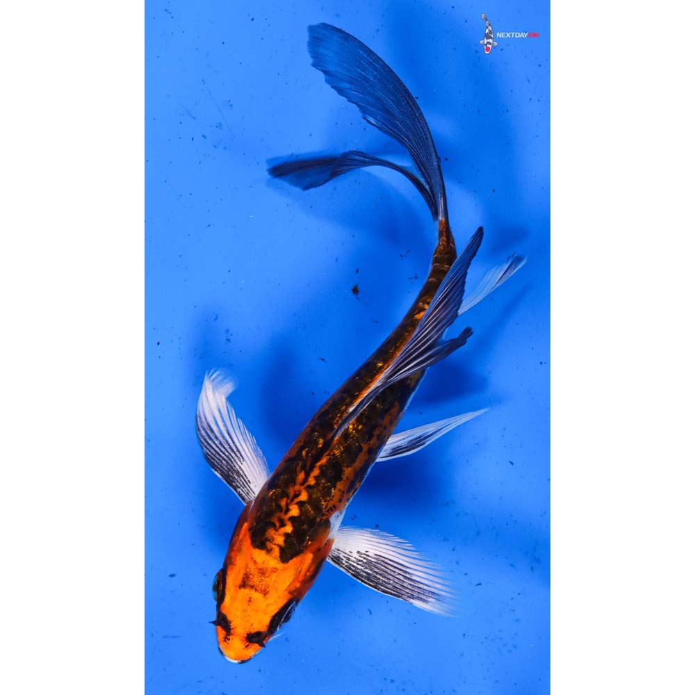 5.5” Imported Doitsu Kujaku Butterfly Koi