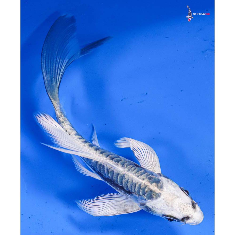 5” Imported Kikokuryu Butterfly Koi