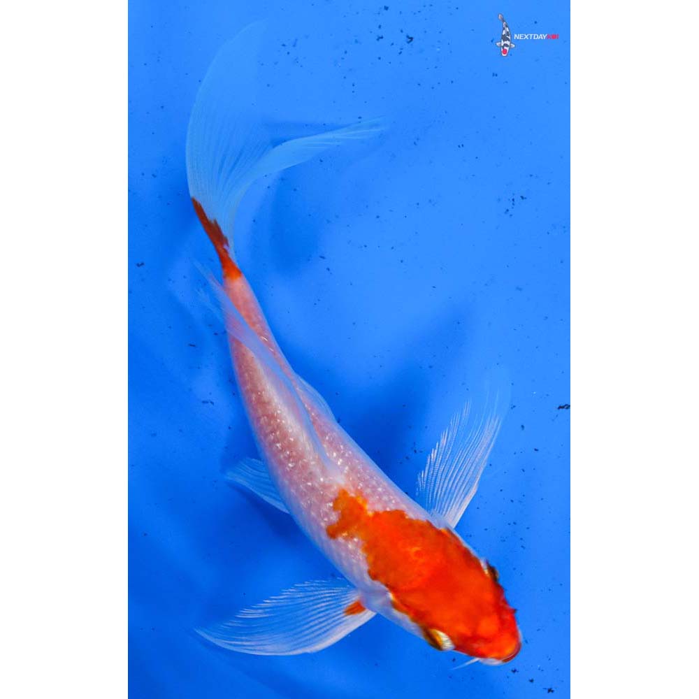 5.5” Imported Hariwake Butterfly Koi