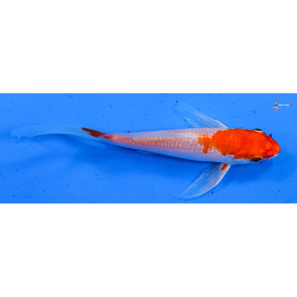 5.5” Imported Hariwake Butterfly Koi
