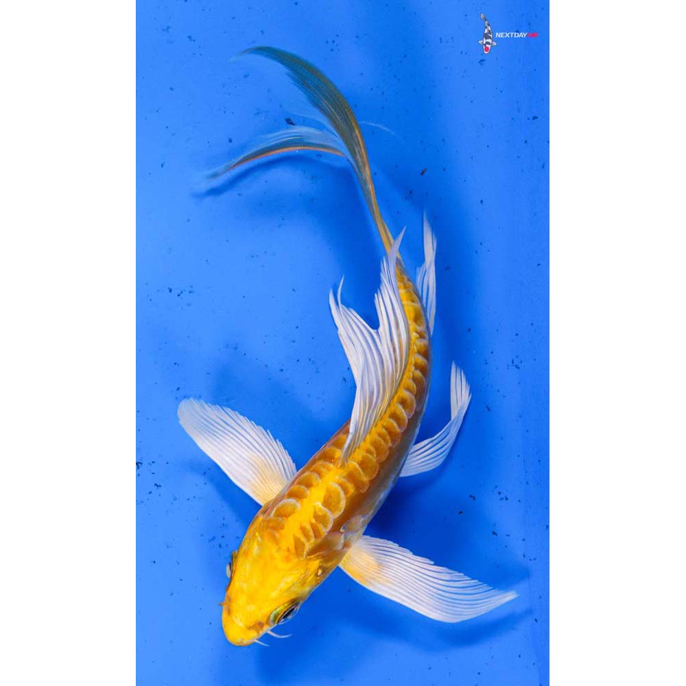 5.5” Imported Doitsu Yamabuki Ogon Butterfly Koi