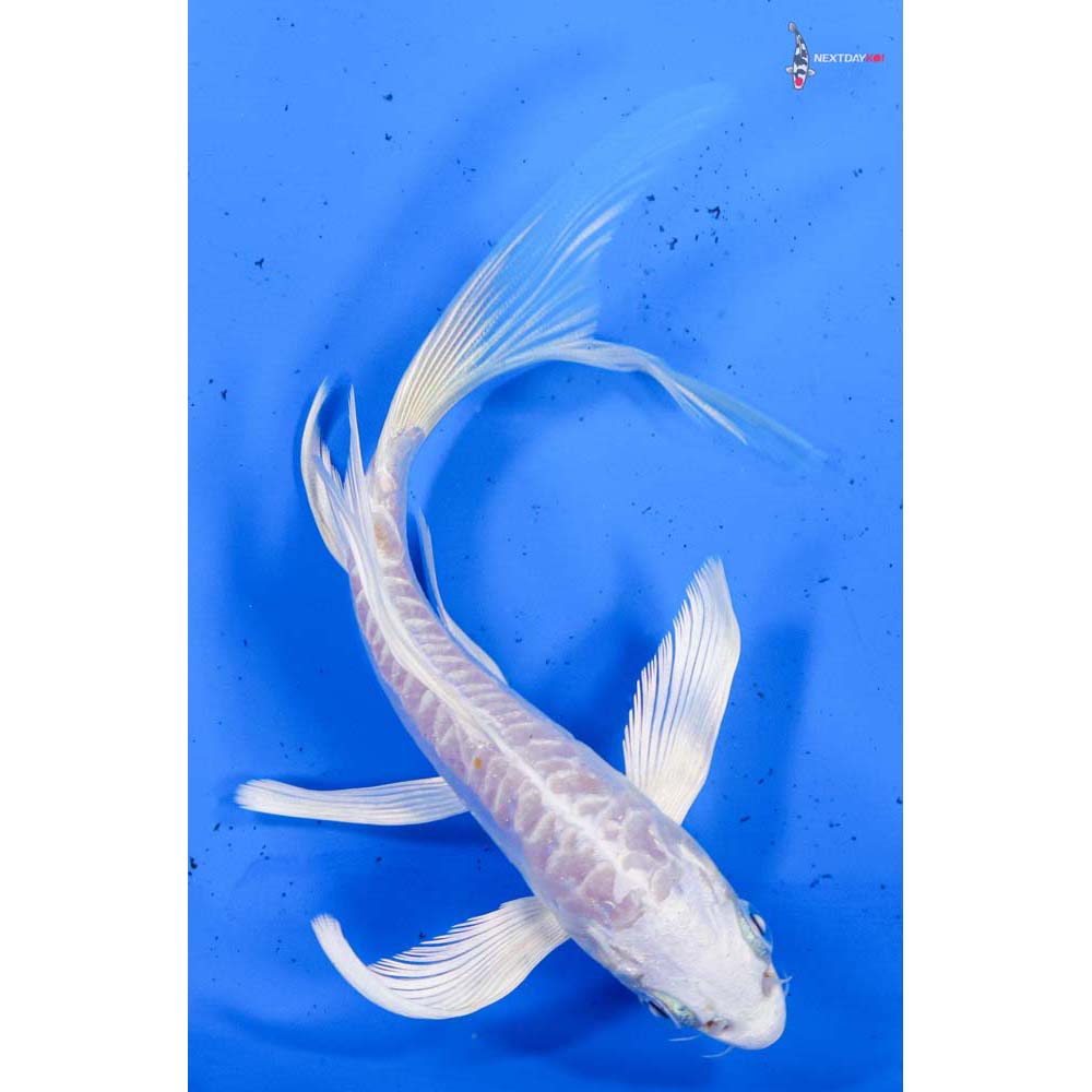 5.5” Imported Doitsu Platinum Ogon Butterfly Koi