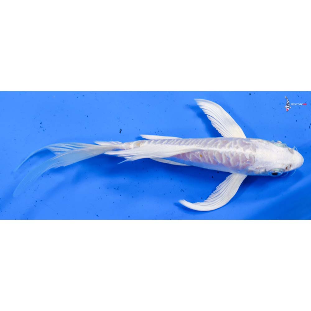 5.5” Imported Doitsu Platinum Ogon Butterfly Koi