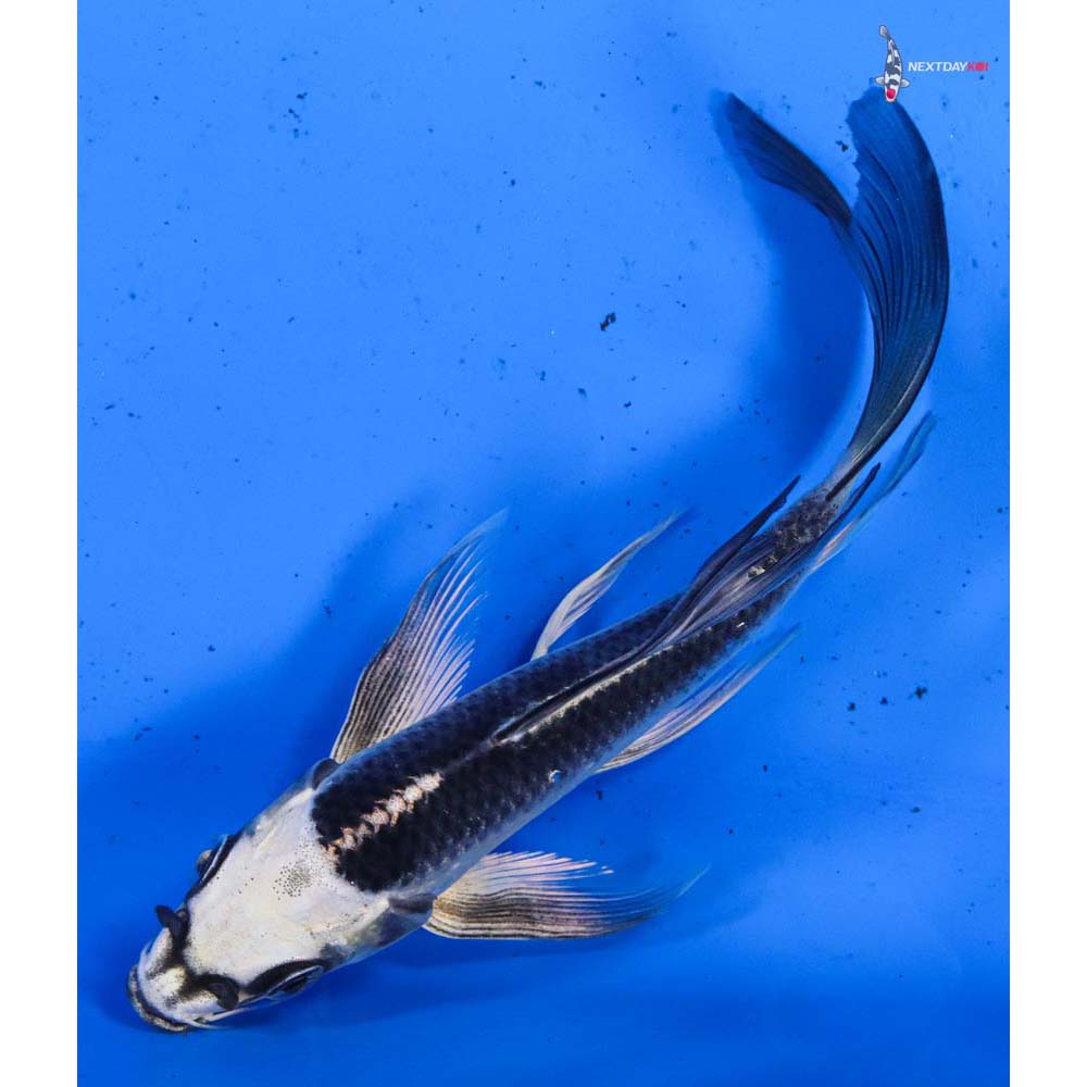 5.5” Imported Gin Matsuba Butterfly Koi