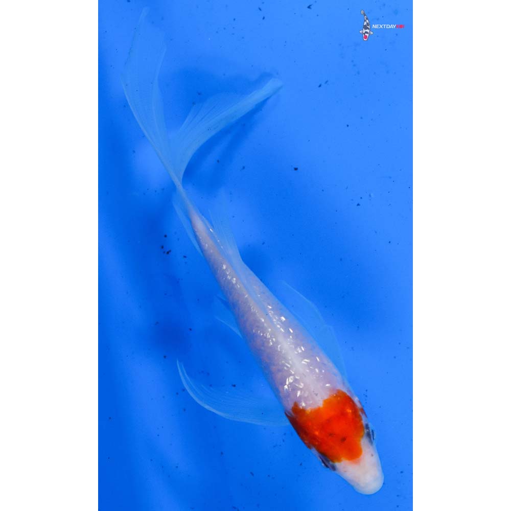 6” Imported Gin Rin Kohaku Butterfly Koi