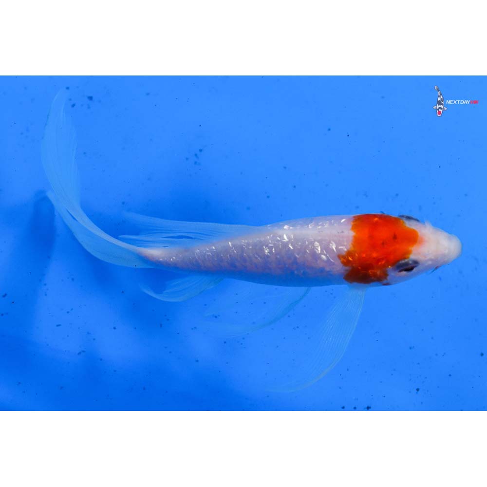 6” Imported Gin Rin Kohaku Butterfly Koi