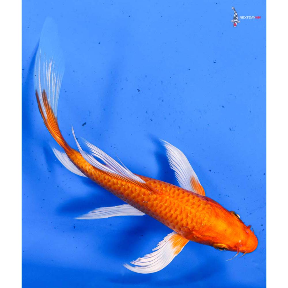 6” Imported Orenji Ogon Butterfly Koi