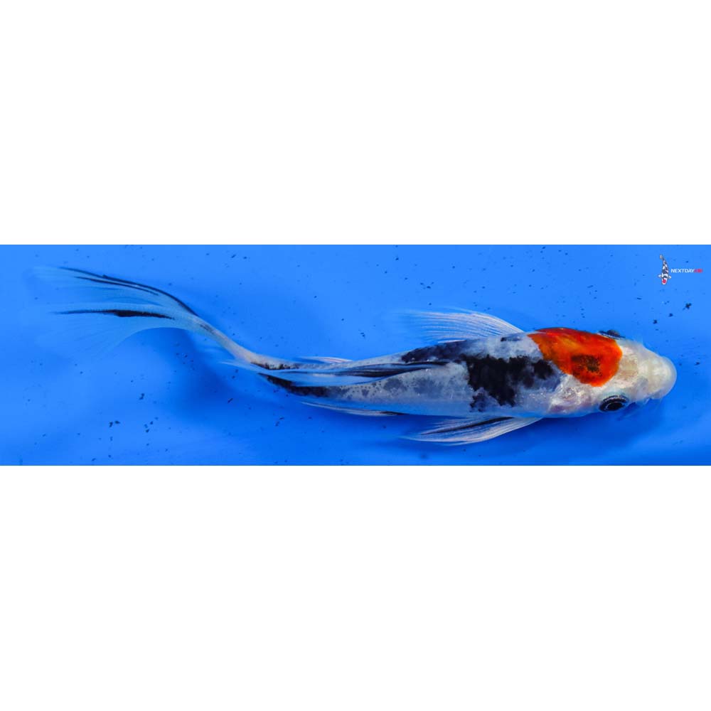 5” Imported Heisei Nishiki Butterfly Koi