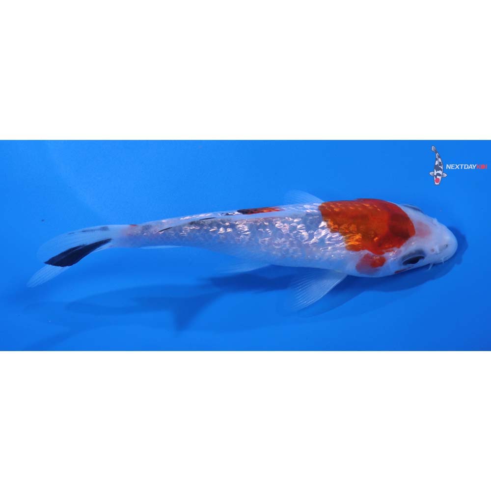 5” Imported Gin Rin Sanke