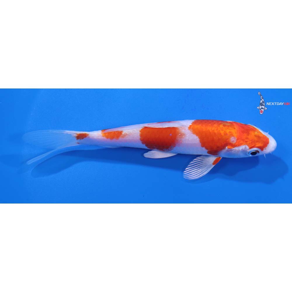 5” Imported Hariwake