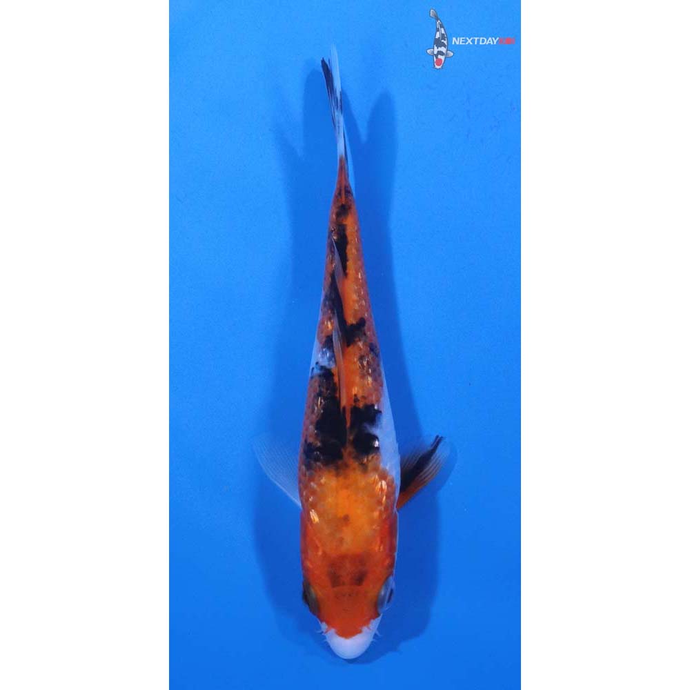 5” Imported Sanke