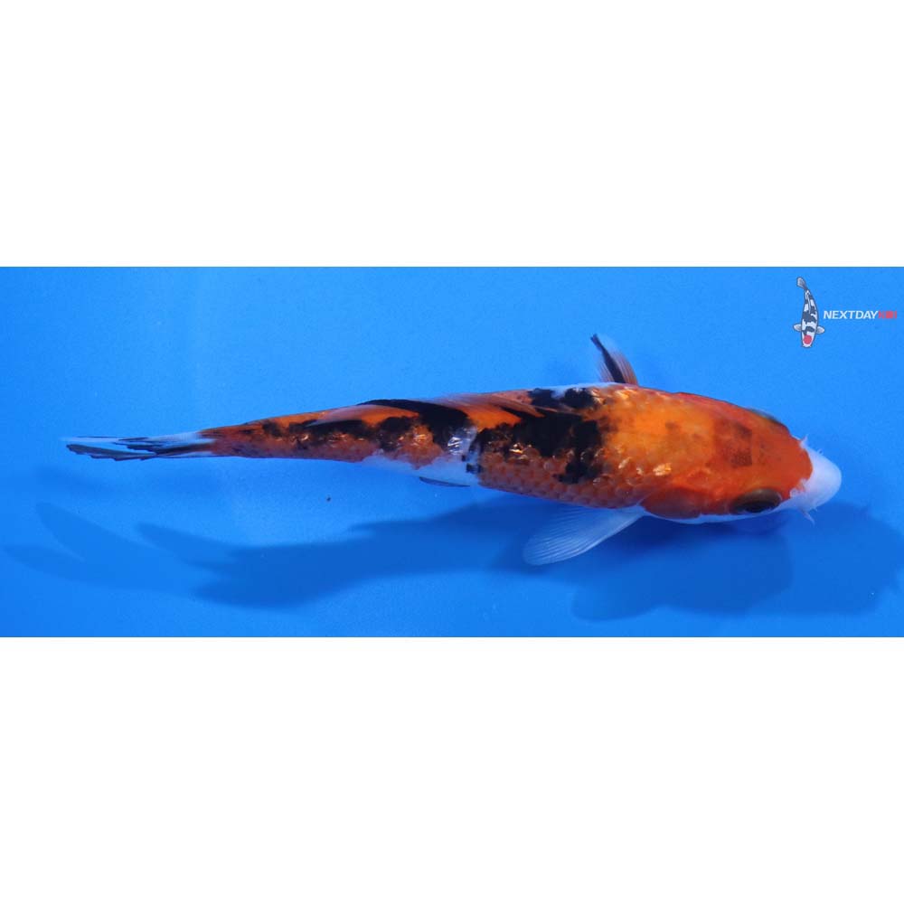 5” Imported Sanke