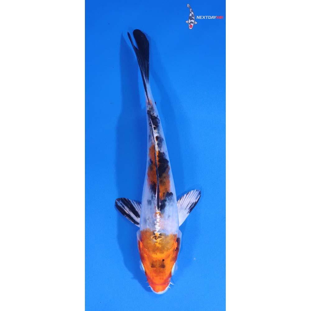 5” Imported Yamato Nishiki
