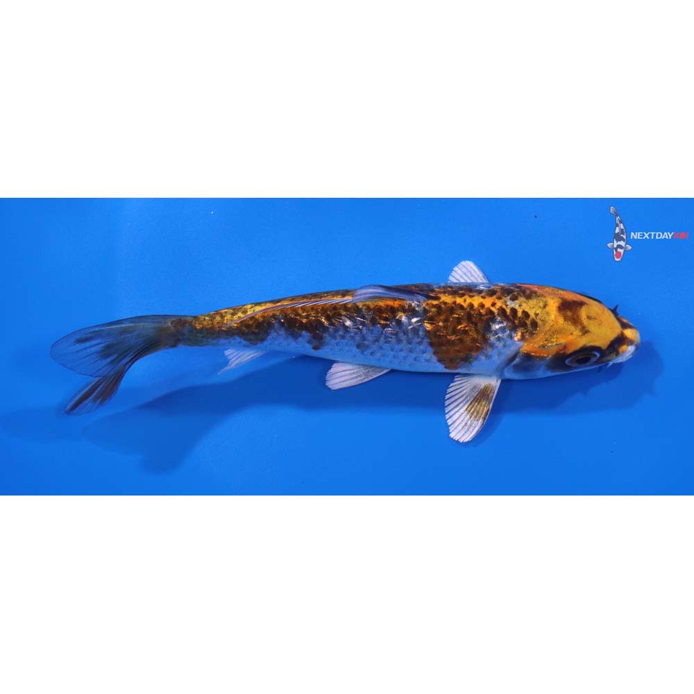 5.5” Imported Gin Rin Kujaku