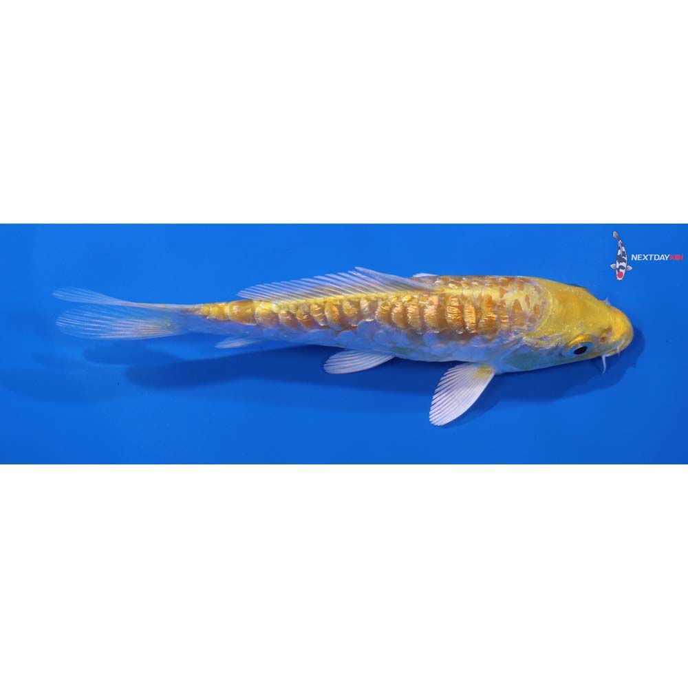 5.5” Imported Gin Rin Armor Scaled Lemon Hariwake