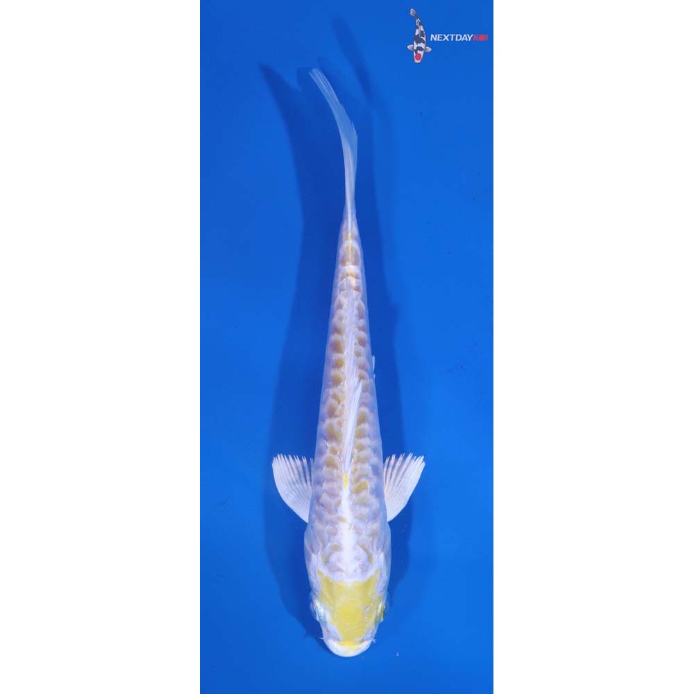 5.5” Imported Armor Scaled Lemon Hariwake