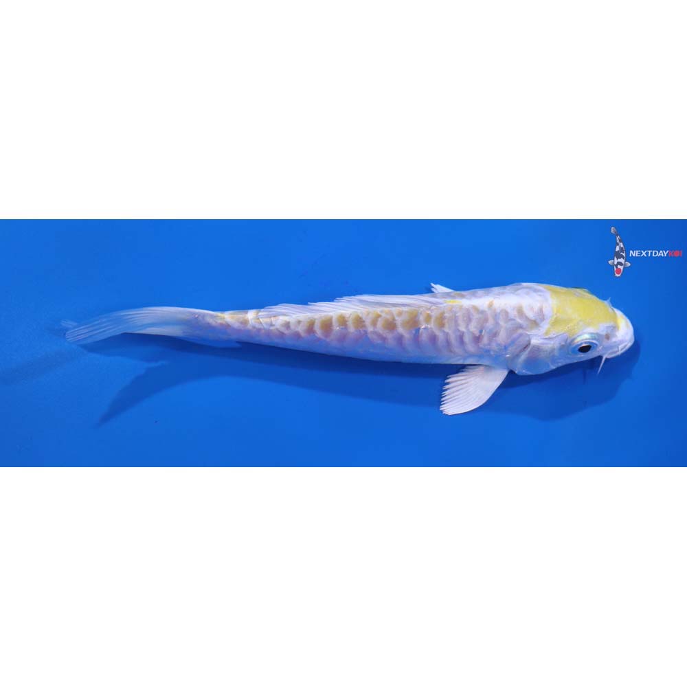 5.5” Imported Armor Scaled Lemon Hariwake