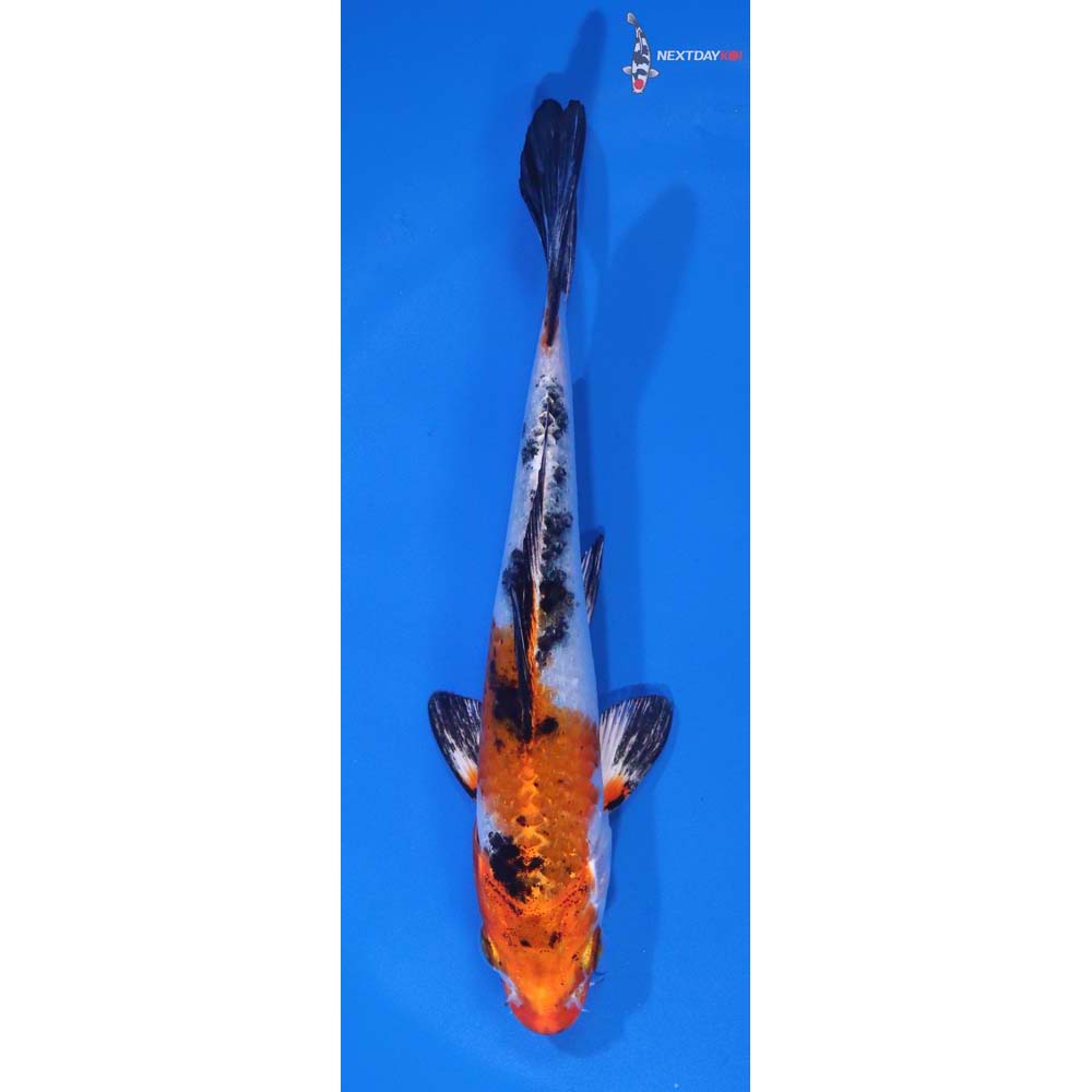 5.5” Imported Yamato Nishiki