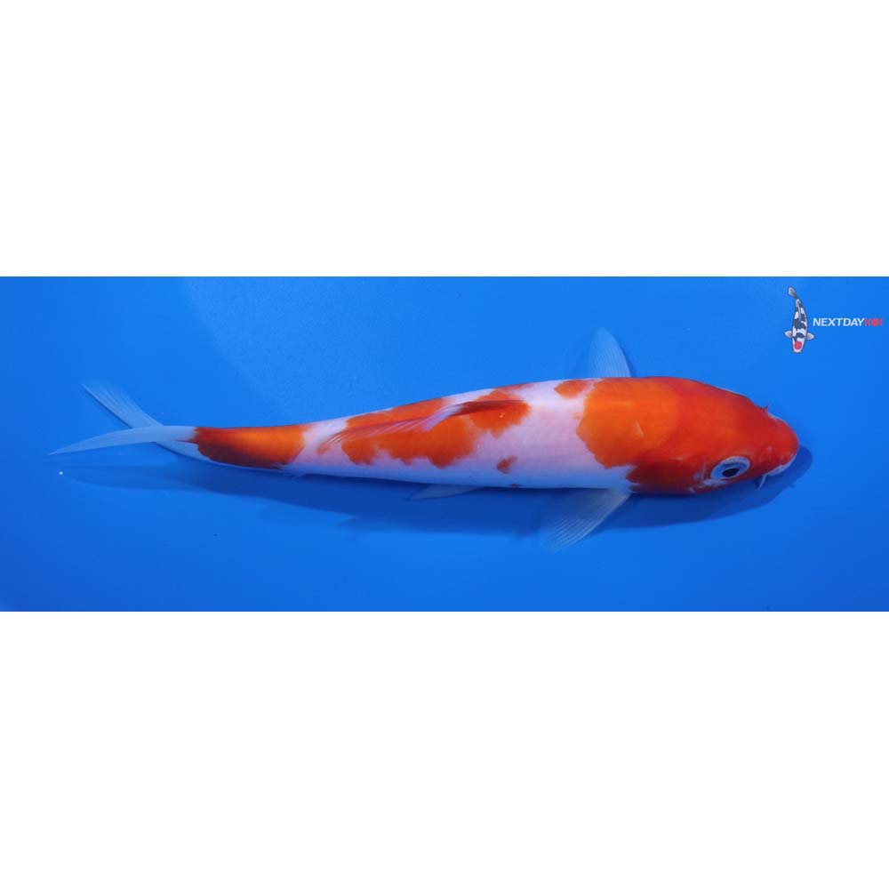6” Imported Kohaku