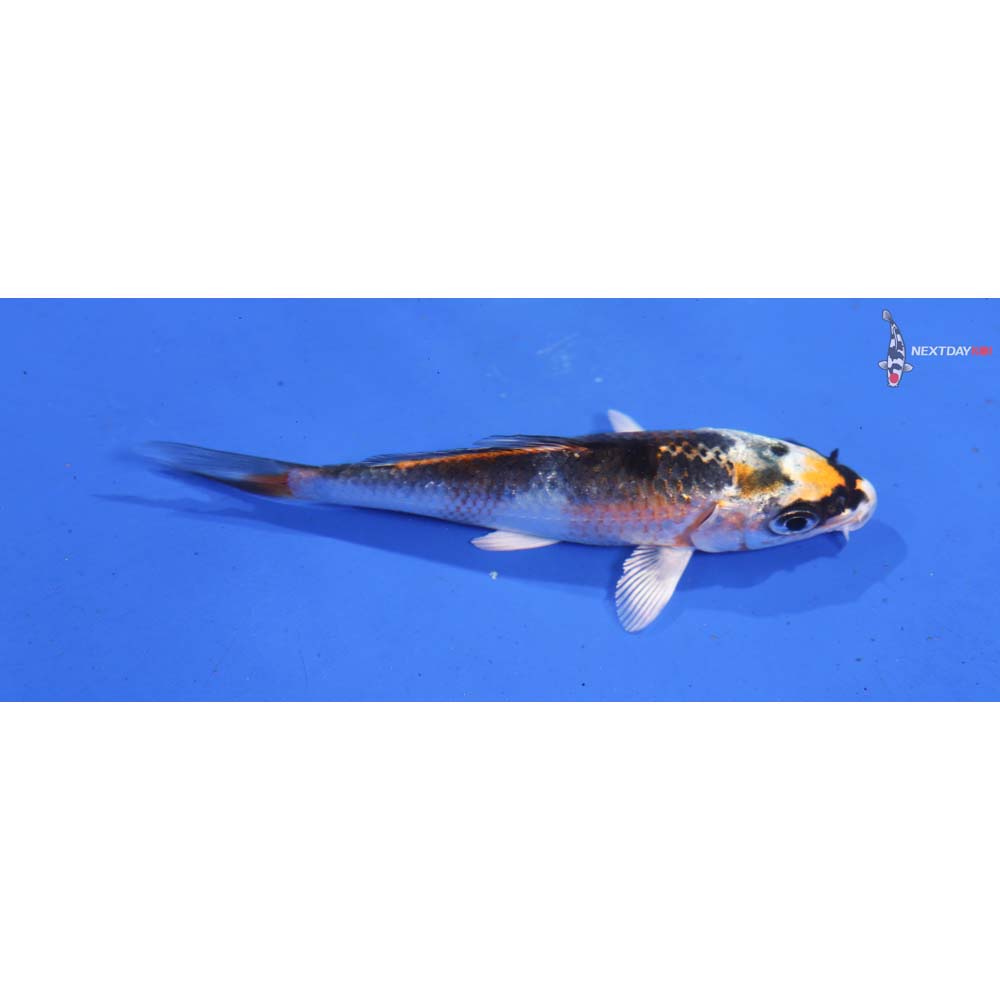 4” Imported Kujaku