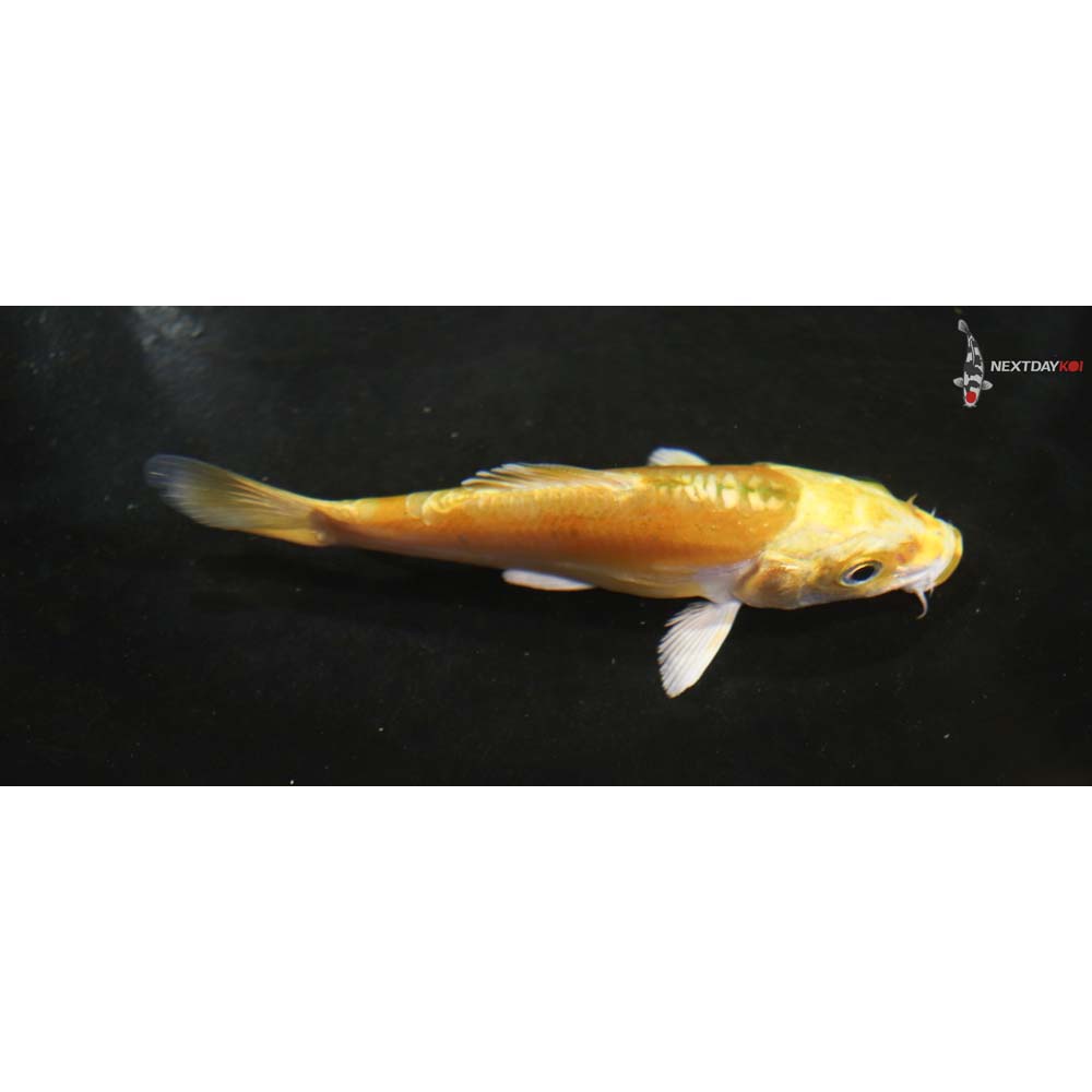 4” Imported Doitsu Yamabuki Ogon
