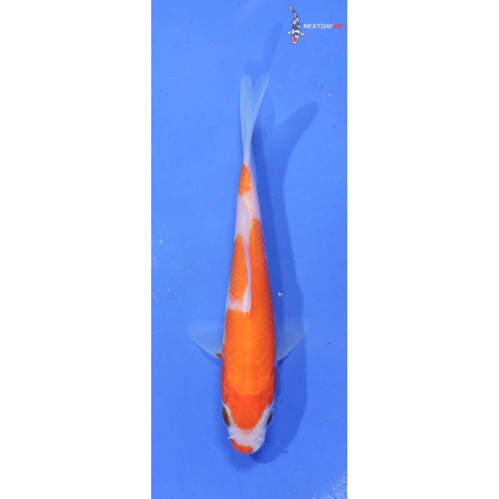 4.5” Imported Kohaku