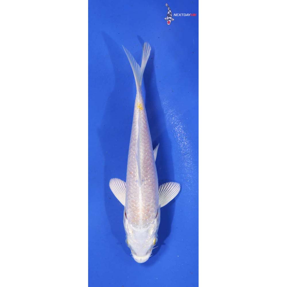 4.5” Imported Lemon Hariwake