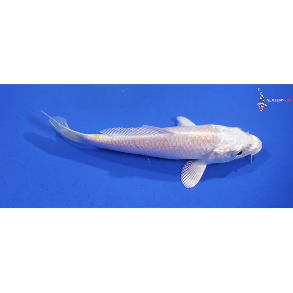 4.5” Imported Lemon Hariwake