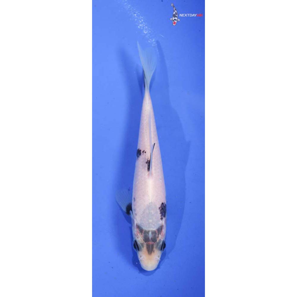 4.5” Imported Shiro Utsuri