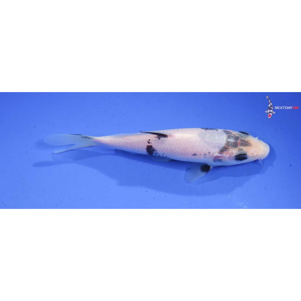 4.5” Imported Shiro Utsuri