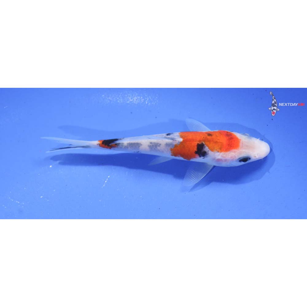 4.5” Imported Goshiki