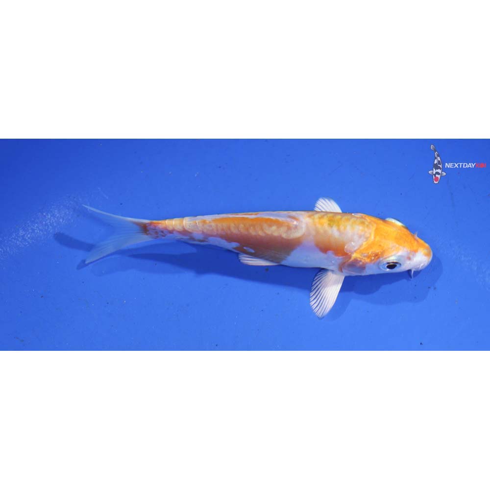 4” Imported Kikusui