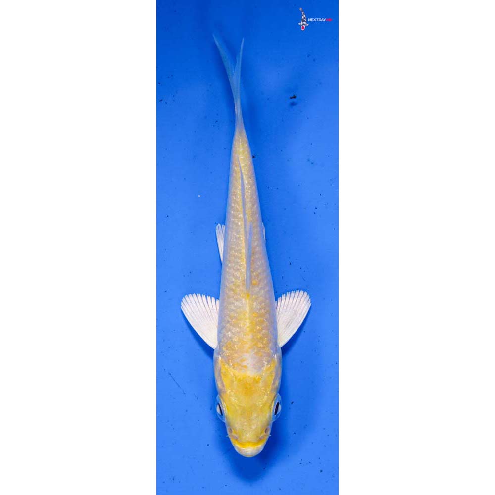 3” Imported Yamabuki Ogon