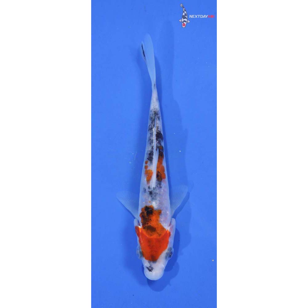 5” Imported Goshiki