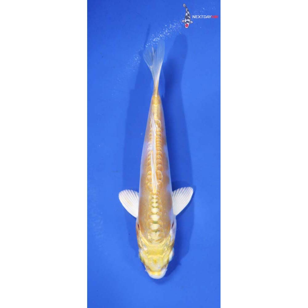 5” Imported Lemon Hariwake