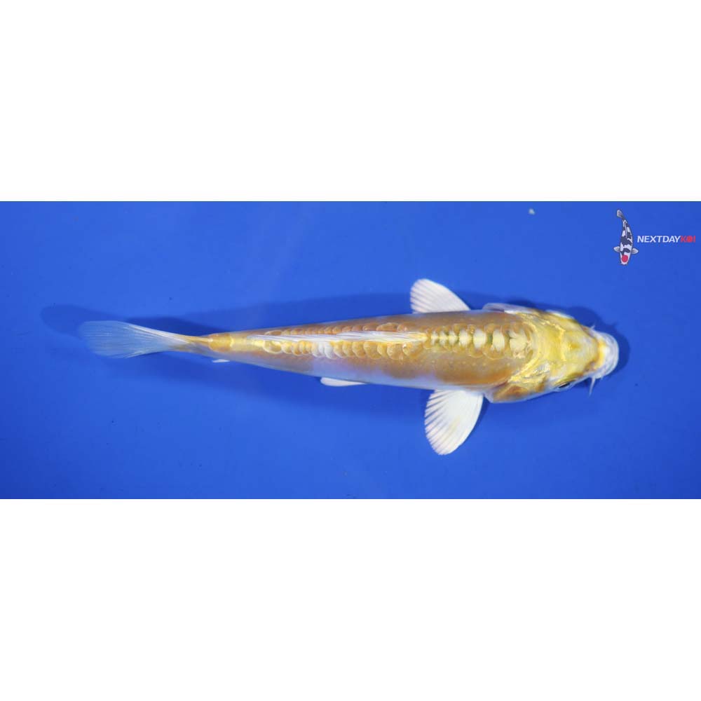5” Imported Lemon Hariwake