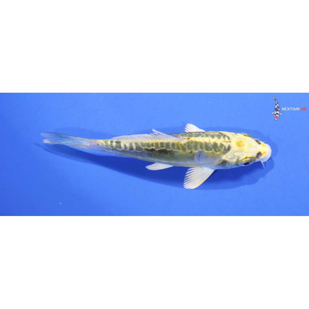 4” Imported Kin Kikokuryu