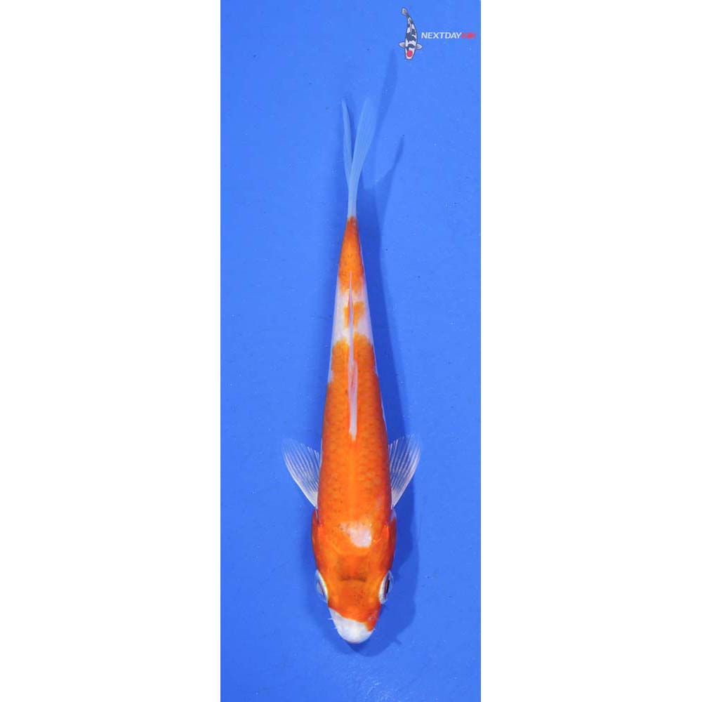 4” Imported Hariwake