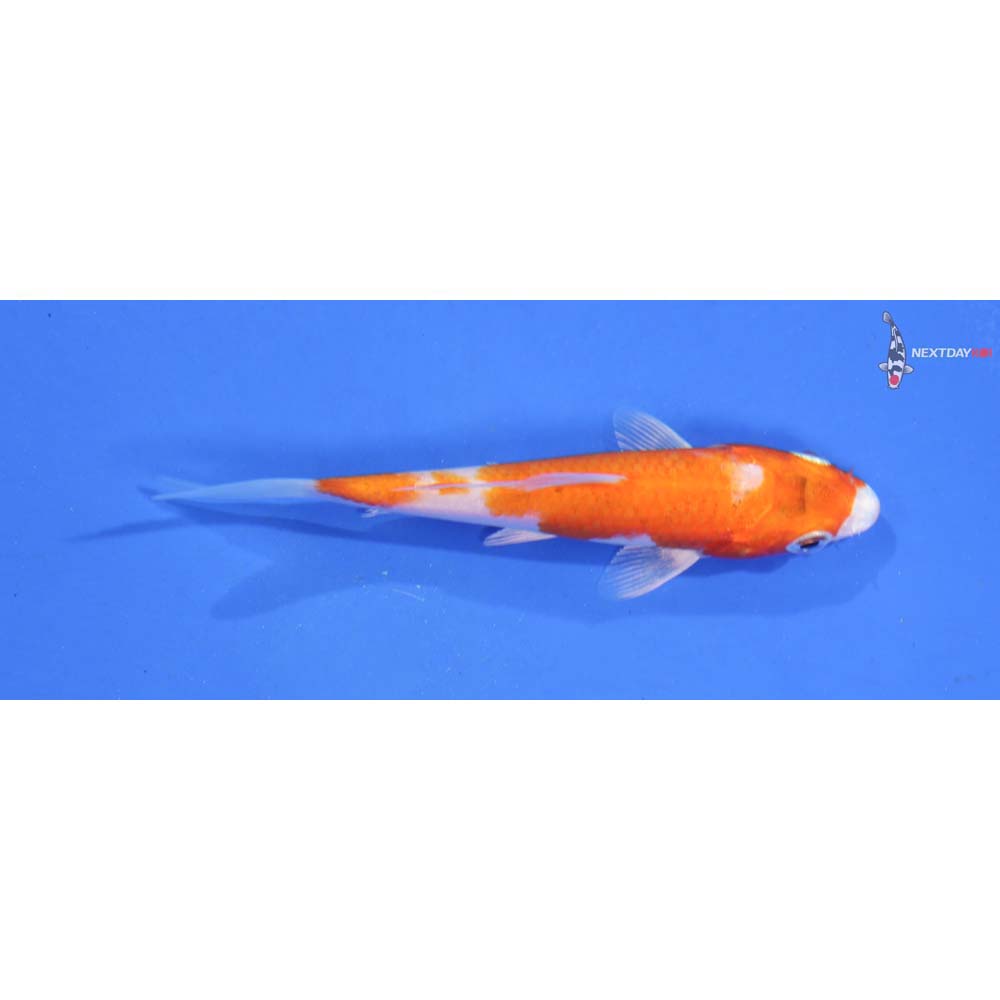 4” Imported Hariwake