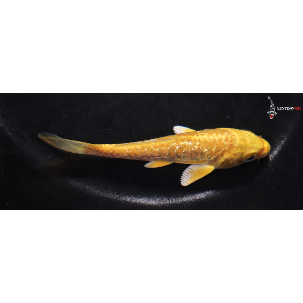 4” Imported Yamabuki Ogon