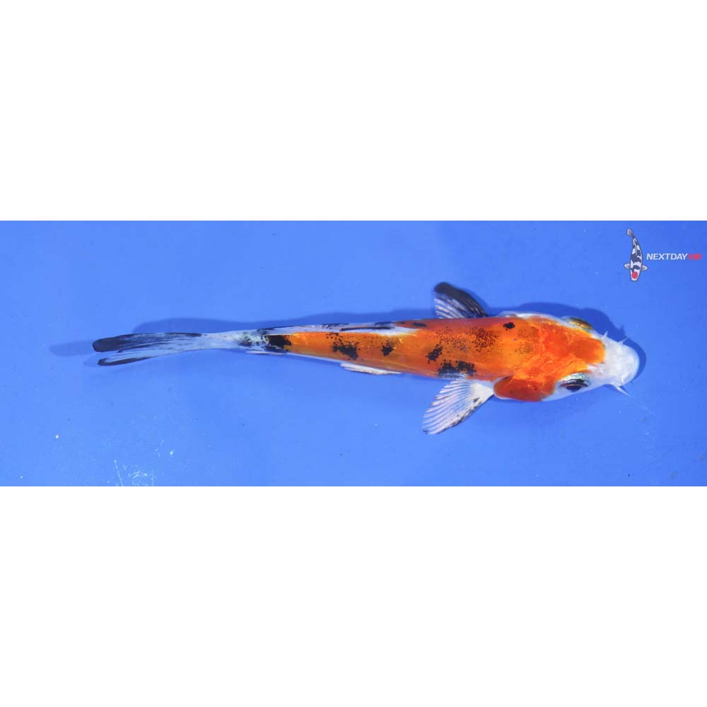 3.5” Imported Heisei Nishiki