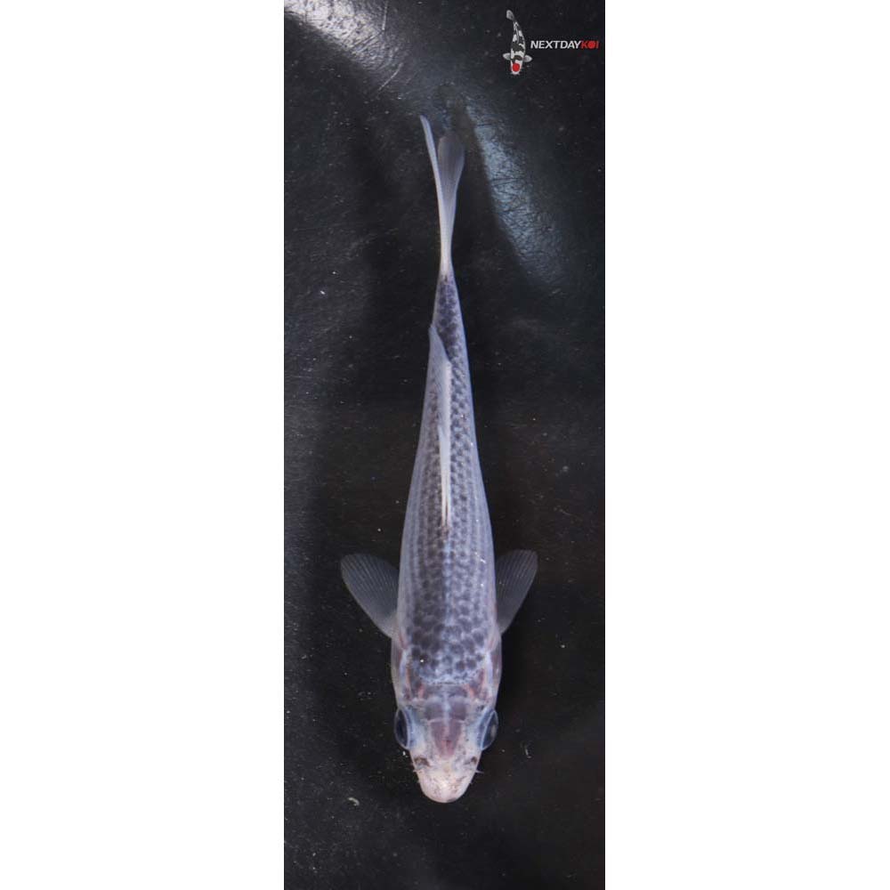 4” Imported Shusui