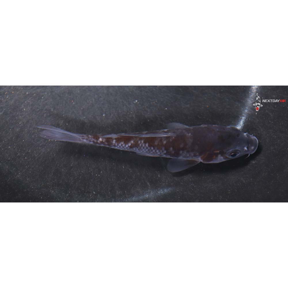 4” Imported Ochiba Shigure
