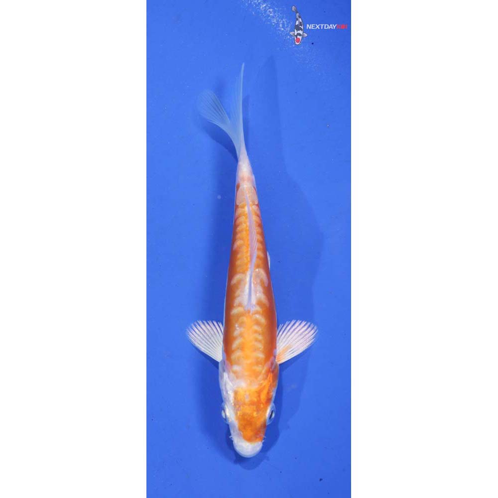 4.5” Imported Kikusui
