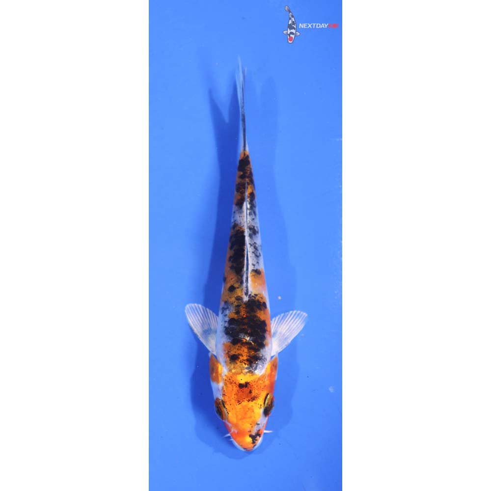 4.5” Imported Yamato Nishiki