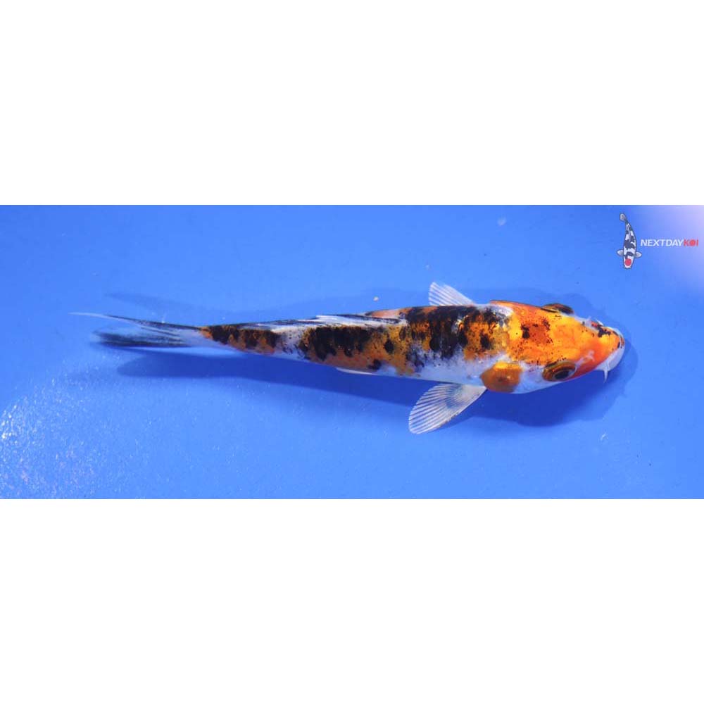 4.5” Imported Yamato Nishiki